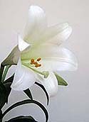 White Lily